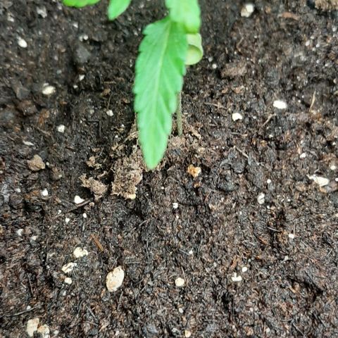Chalupa - Alvaro  growlog photo: El martes 3 de enero, se pudo evidenciar el crecimiento del cuarto par de hojas.