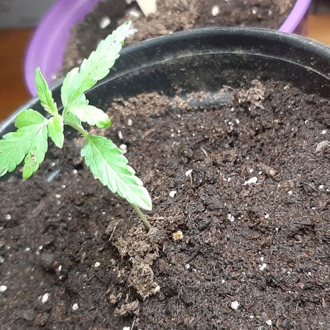 Chalupa - Alvaro  growlog photo: El martes 3 de enero, se pudo evidenciar el crecimiento del cuarto par de hojas.