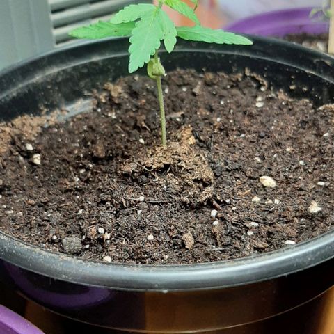 Chalupa - Alvaro  growlog photo: El jueves 5 de enero, la planta tuvo un crecimiento de 6,5 cm de altura, y de 3,5 cm en el largo del primer par de hojas.