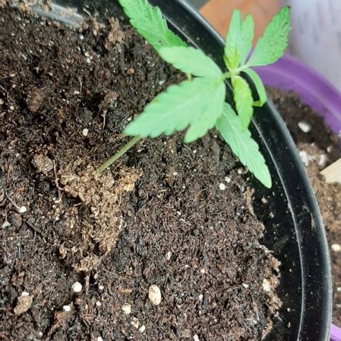 Chalupa - Alvaro  growlog photo: El jueves 5 de enero, la planta tuvo un crecimiento de 6,5 cm de altura, y de 3,5 cm en el largo del primer par de hojas.
