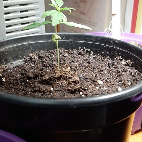 Chalupa - Alvaro  growlog photo: El jueves 5 de enero, la planta tuvo un crecimiento de 6,5 cm de altura, y de 3,5 cm en el largo del primer par de hojas.