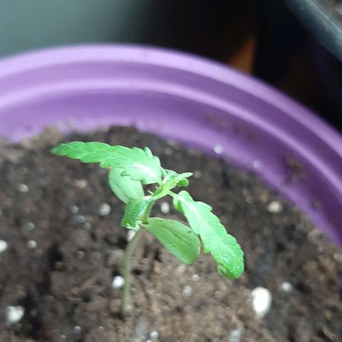Chalupa - Alvaro  growlog photo: El jueves 5 de enero, la planta tuvo un crecimiento de 6,5 cm de altura, y de 3,5 cm en el largo del primer par de hojas.