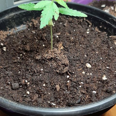 Chalupa - Alvaro  growlog photo: El jueves 5 de enero, la planta tuvo un crecimiento de 6,5 cm de altura, y de 3,5 cm en el largo del primer par de hojas.