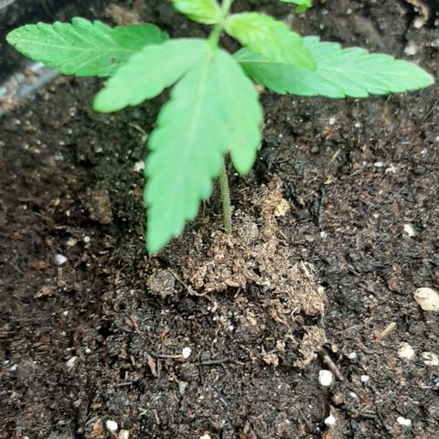 Chalupa - Alvaro  growlog photo: El jueves 5 de enero, la planta tuvo un crecimiento de 6,5 cm de altura, y de 3,5 cm en el largo del primer par de hojas.