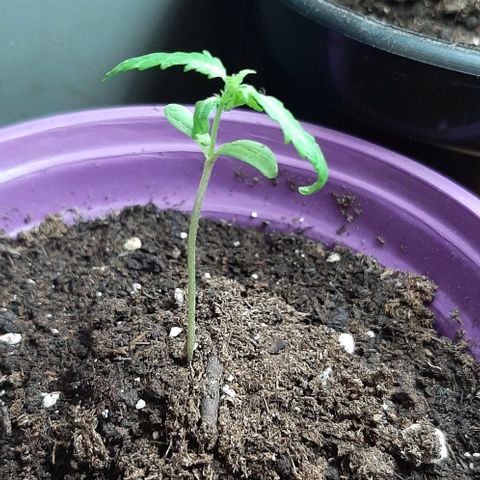 Chalupa - Alvaro  growlog photo: El jueves 5 de enero, la planta tuvo un crecimiento de 6,5 cm de altura, y de 3,5 cm en el largo del primer par de hojas.