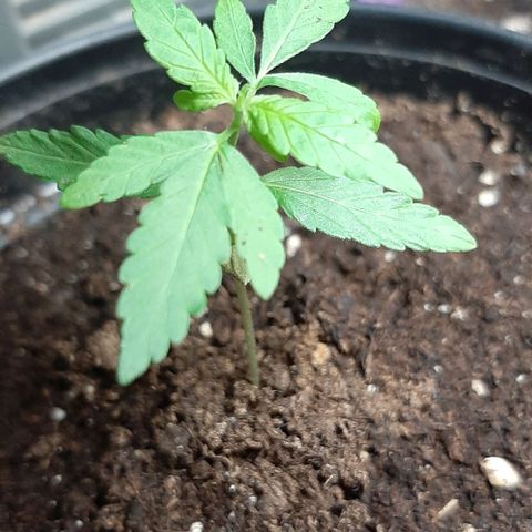 Chalupa - Alvaro  growlog photo: El sábado 7 de enero, se pudo evidenciar del crecimiento de un nuevo par de hojas, quedando con un total de 5 par de hojas.