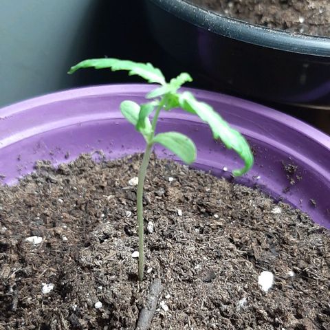 Chalupa - Alvaro  growlog photo: El sábado 7 de enero, se pudo evidenciar del crecimiento de un nuevo par de hojas, quedando con un total de 5 par de hojas.