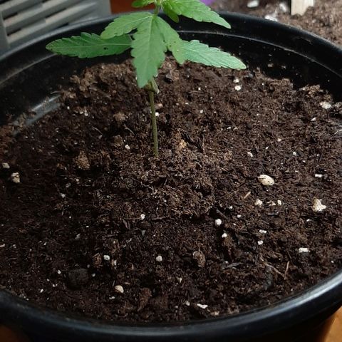 Chalupa - Alvaro  growlog photo: El sábado 7 de enero, se pudo evidenciar del crecimiento de un nuevo par de hojas, quedando con un total de 5 par de hojas.