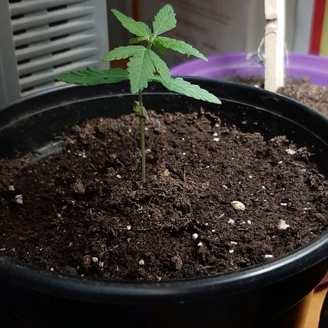 Chalupa - Alvaro  growlog photo: El sábado 7 de enero, se pudo evidenciar del crecimiento de un nuevo par de hojas, quedando con un total de 5 par de hojas.