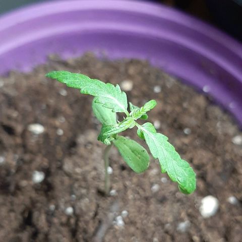 Chalupa - Alvaro  growlog photo: El sábado 7 de enero, se pudo evidenciar del crecimiento de un nuevo par de hojas, quedando con un total de 5 par de hojas.