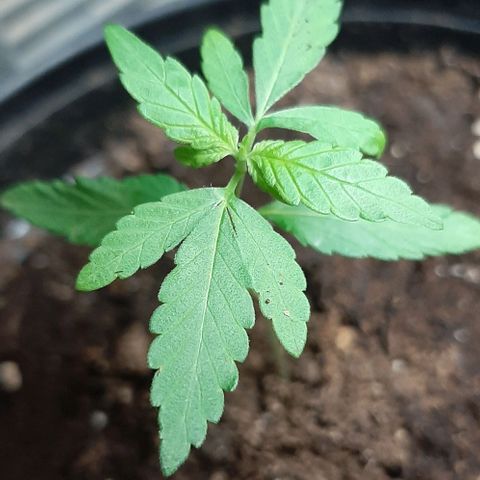Chalupa - Alvaro  growlog photo: El sábado 7 de enero, se pudo evidenciar del crecimiento de un nuevo par de hojas, quedando con un total de 5 par de hojas.