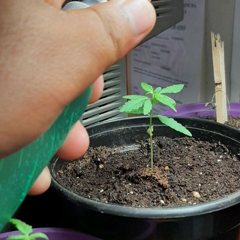 Chalupa - Alvaro  growlog photo: El jueves 29 de enero, se aplico un fertilizante casero llamado purin de ortiga, rociando sobre todas las hojas.