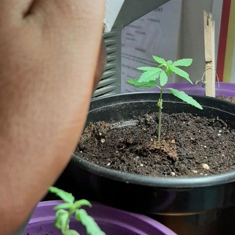 Chalupa - Alvaro  growlog photo: El miércoles 4 de enero, se pudo evidenciar un color amarillo en las hojas, el cual es un indicador de deficiencia de calcio, por lo que se procedió a aplicar un preparado de cascara de huevo.