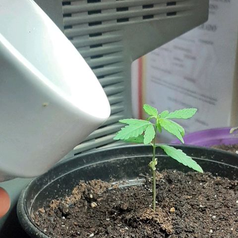 Chalupa - Alvaro  growlog photo: El domingo 25 de diciembre, debido al cambio de etapa fenologica de la planta, se aplico un preparado de posos de café, para que la planta pueda tener una una fase vegetativa ideal. 