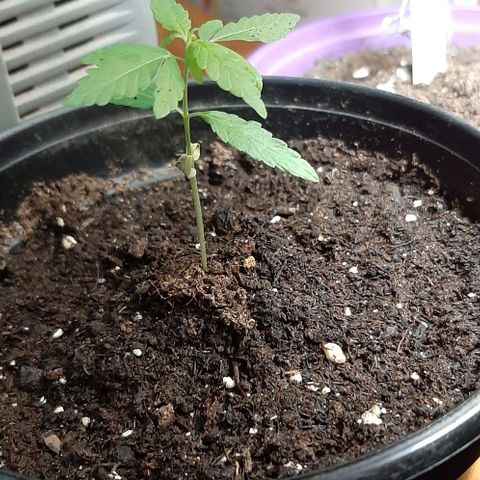 Chalupa - Alvaro  growlog photo: El martes 10 de enero, la planta tuvo un crecimiento de 7 cm de altura, y de 4 cm en el largo del primer par de hojas.