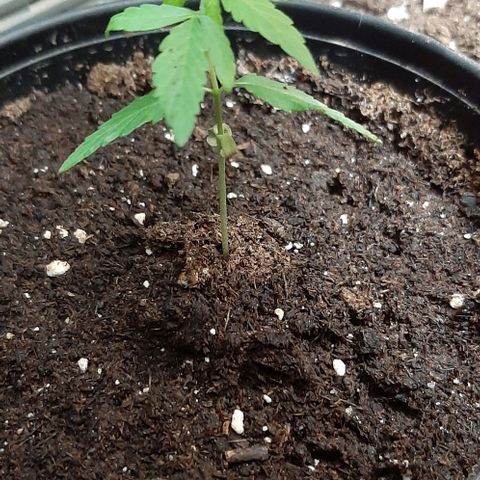 Chalupa - Alvaro  growlog photo: El martes 10 de enero, la planta tuvo un crecimiento de 7 cm de altura, y de 4 cm en el largo del primer par de hojas.