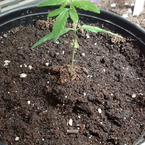 Chalupa - Alvaro  growlog photo: El martes 10 de enero, la planta tuvo un crecimiento de 7 cm de altura, y de 4 cm en el largo del primer par de hojas.