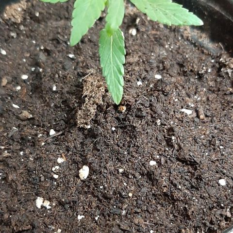 Chalupa - Alvaro  growlog photo: El martes 10 de enero, la planta tuvo un crecimiento de 7 cm de altura, y de 4 cm en el largo del primer par de hojas.