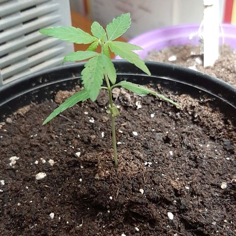 Chalupa - Alvaro  growlog photo: El martes 10 de enero, la planta tuvo un crecimiento de 7 cm de altura, y de 4 cm en el largo del primer par de hojas.