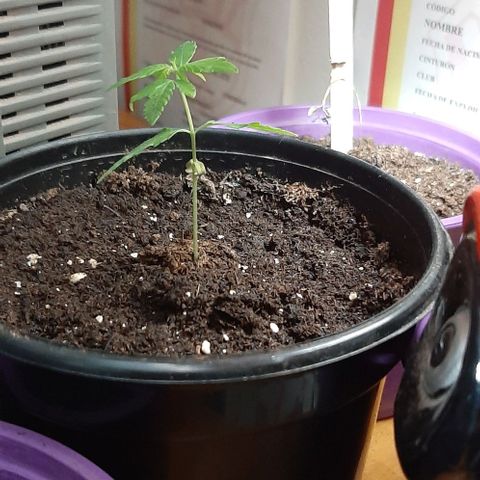 Chalupa - Alvaro  growlog photo: El martes 10 de enero, la planta tuvo un crecimiento de 7 cm de altura, y de 4 cm en el largo del primer par de hojas.