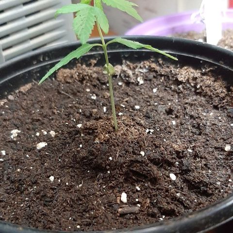 Chalupa - Alvaro  growlog photo: El martes 10 de enero, la planta tuvo un crecimiento de 7 cm de altura, y de 4 cm en el largo del primer par de hojas.