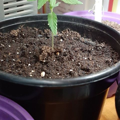 Chalupa - Alvaro  growlog photo: El martes 10 de enero, la planta tuvo un crecimiento de 7 cm de altura, y de 4 cm en el largo del primer par de hojas.