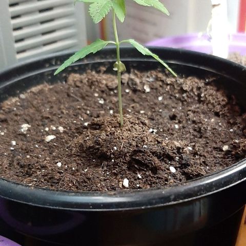Chalupa - Alvaro  growlog photo: El jueves 12 de enero, se pudo evidenciar el crecimiento de un nuevo par de hojas, quedando con un total de 6 par de hojas. 