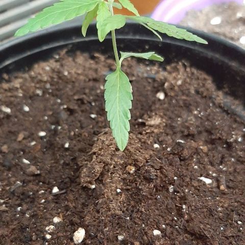 Chalupa - Alvaro  growlog photo: El jueves 12 de enero, se pudo evidenciar el crecimiento de un nuevo par de hojas, quedando con un total de 6 par de hojas. 