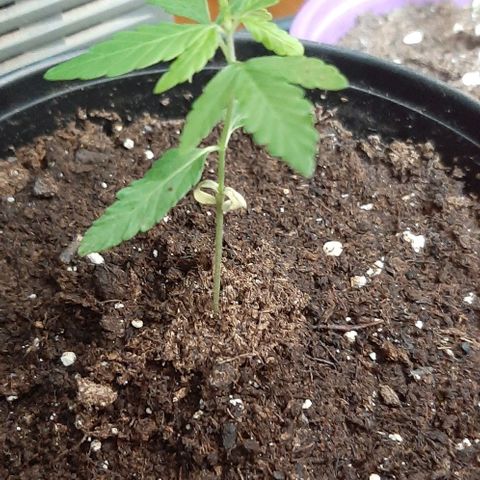 Chalupa - Alvaro  growlog photo: El jueves 12 de enero, se pudo evidenciar el crecimiento de un nuevo par de hojas, quedando con un total de 6 par de hojas. 
