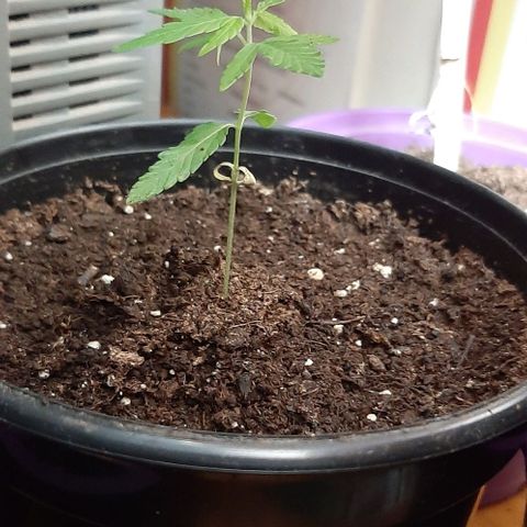 Chalupa - Alvaro  growlog photo: El jueves 12 de enero, se pudo evidenciar el crecimiento de un nuevo par de hojas, quedando con un total de 6 par de hojas. 