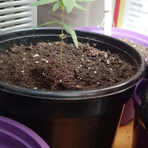 Chalupa - Alvaro  growlog photo: El jueves 12 de enero, se pudo evidenciar el crecimiento de un nuevo par de hojas, quedando con un total de 6 par de hojas. 