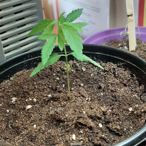 Chalupa - Alvaro  growlog photo: El sábado 14 de enero, la planta tuvo un crecimiento de 7,5 cm de altura, y de 4,5 cm en el largo del primer par de hojas. 