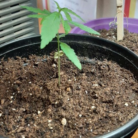Chalupa - Alvaro  growlog photo: El sábado 14 de enero, la planta tuvo un crecimiento de 7,5 cm de altura, y de 4,5 cm en el largo del primer par de hojas. 