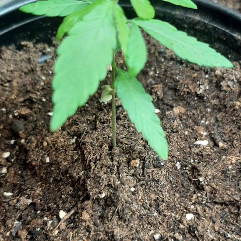 Chalupa - Alvaro  growlog photo: El sábado 14 de enero, la planta tuvo un crecimiento de 7,5 cm de altura, y de 4,5 cm en el largo del primer par de hojas. 