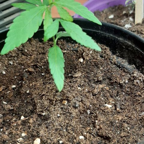 Chalupa - Alvaro  growlog photo: El sábado 14 de enero, la planta tuvo un crecimiento de 7,5 cm de altura, y de 4,5 cm en el largo del primer par de hojas. 