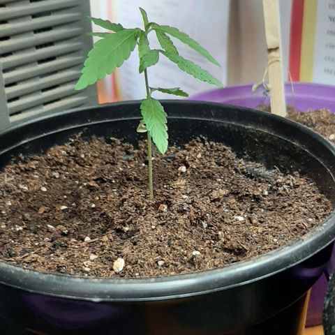 Chalupa - Alvaro  growlog photo: El sábado 14 de enero, la planta tuvo un crecimiento de 7,5 cm de altura, y de 4,5 cm en el largo del primer par de hojas. 