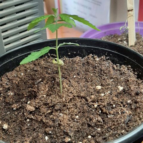 Chalupa - Alvaro  growlog photo: El sábado 14 de enero, la planta tuvo un crecimiento de 7,5 cm de altura, y de 4,5 cm en el largo del primer par de hojas. 