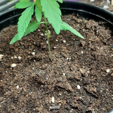 Chalupa - Alvaro  growlog photo: El sábado 14 de enero, la planta tuvo un crecimiento de 7,5 cm de altura, y de 4,5 cm en el largo del primer par de hojas. 