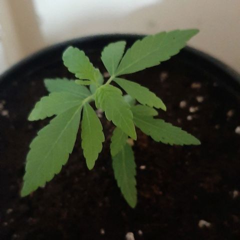 Chalupa - Alvaro  growlog photo: El martes 17 de enero, la planta tuvo un crecimiento de 7,7 cm de altura, y de 4,8 cm en el largo del primer par de hojas.