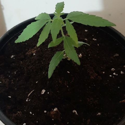 Chalupa - Alvaro  growlog photo: El martes 17 de enero, la planta tuvo un crecimiento de 7,7 cm de altura, y de 4,8 cm en el largo del primer par de hojas.