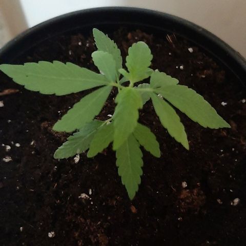 Chalupa - Alvaro  growlog photo: El martes 17 de enero, la planta tuvo un crecimiento de 7,7 cm de altura, y de 4,8 cm en el largo del primer par de hojas.