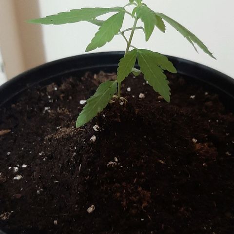 Chalupa - Alvaro  growlog photo: El martes 17 de enero, la planta tuvo un crecimiento de 7,7 cm de altura, y de 4,8 cm en el largo del primer par de hojas.