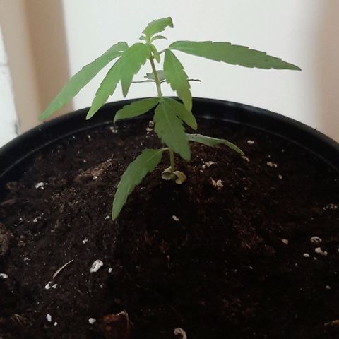 Chalupa - Alvaro  growlog photo: El martes 17 de enero, la planta tuvo un crecimiento de 7,7 cm de altura, y de 4,8 cm en el largo del primer par de hojas.