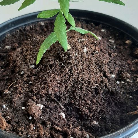 Chalupa - Alvaro  growlog photo: El sábado 21 de enero, la planta tuvonun crecimiento de 8 cm de altura, y de 5 cm en el largo del primer par de hojas.