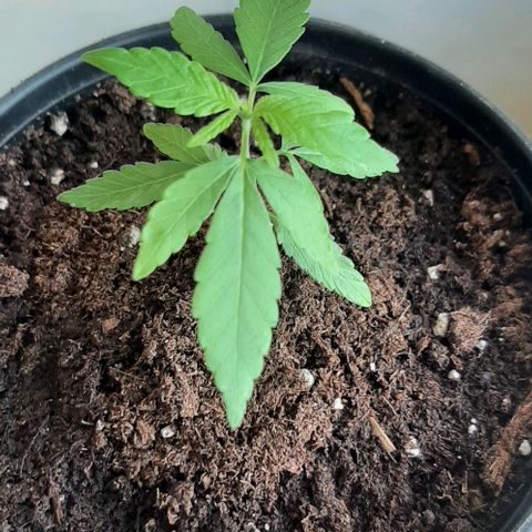 Chalupa - Alvaro  growlog photo: El sábado 21 de enero, la planta tuvonun crecimiento de 8 cm de altura, y de 5 cm en el largo del primer par de hojas.