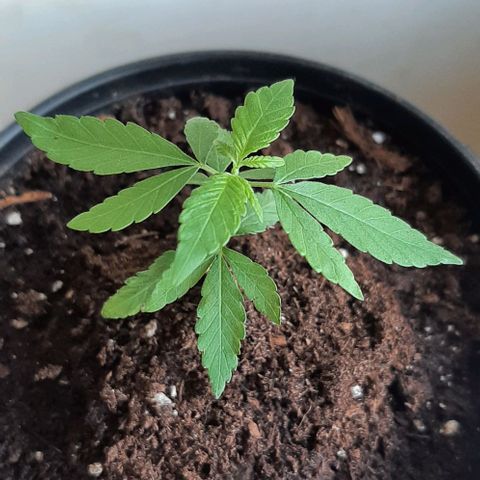 Chalupa - Alvaro  growlog photo: El sábado 21 de enero, la planta tuvonun crecimiento de 8 cm de altura, y de 5 cm en el largo del primer par de hojas.