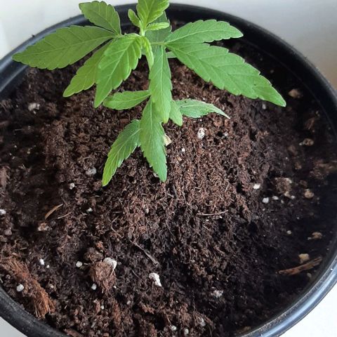 Chalupa - Alvaro  growlog photo: El sábado 21 de enero, la planta tuvonun crecimiento de 8 cm de altura, y de 5 cm en el largo del primer par de hojas.