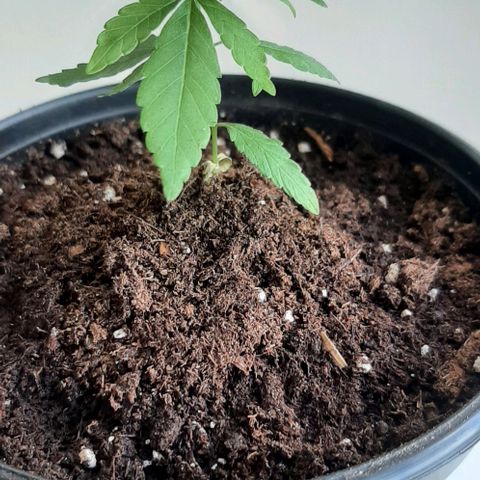 Chalupa - Alvaro  growlog photo: El sábado 21 de enero, la planta tuvonun crecimiento de 8 cm de altura, y de 5 cm en el largo del primer par de hojas.