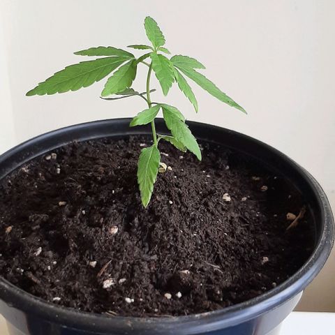 Chalupa - Alvaro  growlog photo: El lunes 23 de enero, la planta tuvo un crecimiento de 8,2 cm de altura, y de 5,3 cm en el largo del primer par de hojas.

Como dato extra se puede evidenciar que la planta ya cuenta con 10 pares de hojas.