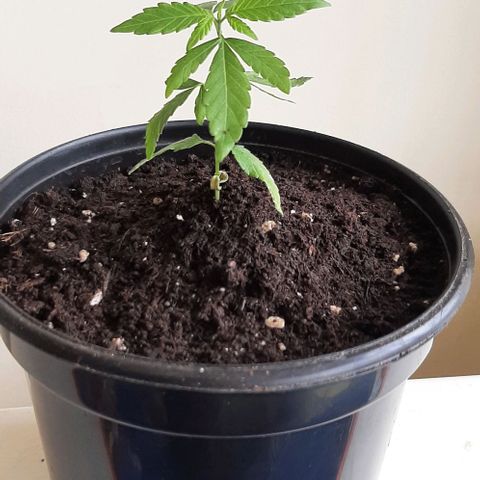 Chalupa - Alvaro  growlog photo: El lunes 23 de enero, la planta tuvo un crecimiento de 8,2 cm de altura, y de 5,3 cm en el largo del primer par de hojas.

Como dato extra se puede evidenciar que la planta ya cuenta con 10 pares de hojas.